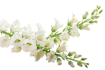 White Snapdragon Isolated on White Background. Beautiful Snapdragon Flower