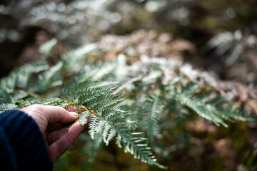 native australian tree and plants in the bush, climate research on native plants holding in a hand ...