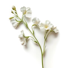 Fototapeta premium White Wallflower Isolated on White Background. Beautiful Wallflower Flower