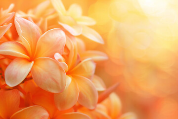 Fototapeta premium Close-Up of Vibrant Orange and Pink Plumeria Flowers for Floral Photography