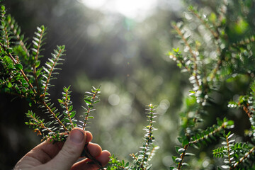 beautiful gum Trees and shrubs in the Australian bush forest. Gumtrees and native plants growing in Australia in spring in australia