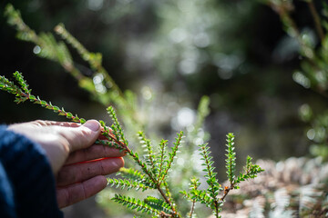 native plants and trees research. full of microorganisms. sustainable regenerative agriculture