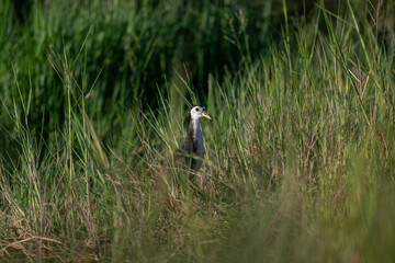 Sub-adult Common moorhen hiding in the grass.