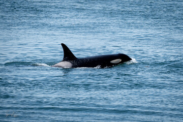 Fototapeta premium orca breaching