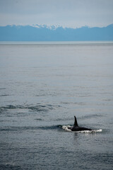 Fototapeta premium orca up close