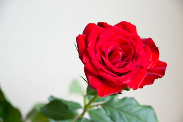 赤い薔薇