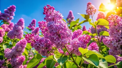 Obraz premium Vibrant purple lilac blossoms unfold against a clear blue sky, bathed in warm spring light, surrounded by lush green foliage.