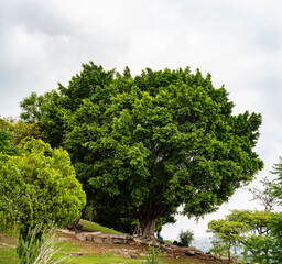arbol laurel, arbol, verde, follaje, paisaje, bosque, parque, contemplacion