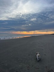 dog on the beach