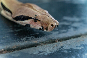 A red-tailed boa gracefully slithers across the forest floor, its muscular, patterned body blending seamlessly with the earthy surroundings