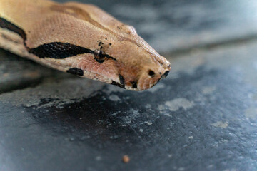 A red-tailed boa gracefully slithers across the forest floor, its muscular, patterned body blending seamlessly with the earthy surroundings