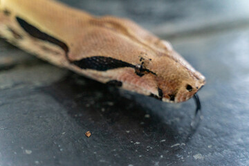 A red-tailed boa gracefully slithers across the forest floor, its muscular, patterned body blending seamlessly with the earthy surroundings