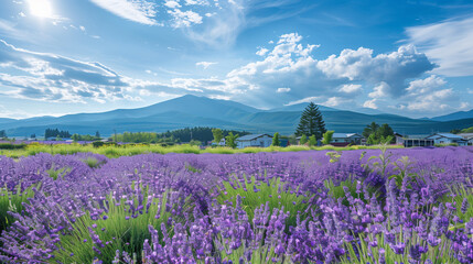 Lavender Fields in Furano, Hokkaido