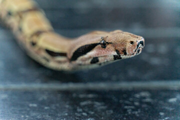 A red-tailed boa gracefully slithers across the forest floor, its muscular, patterned body blending seamlessly with the earthy surroundings