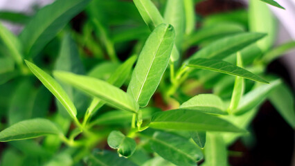 Water spinach grows in the garden.