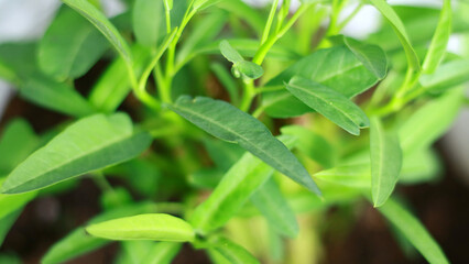 Obraz premium Water spinach grows in the garden.