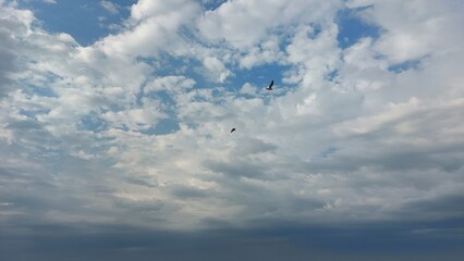 blue sky with white clouds and seagulls, nature series