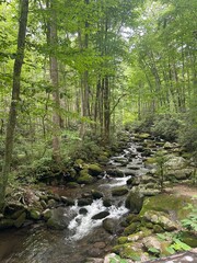 Obraz premium stream in the forest