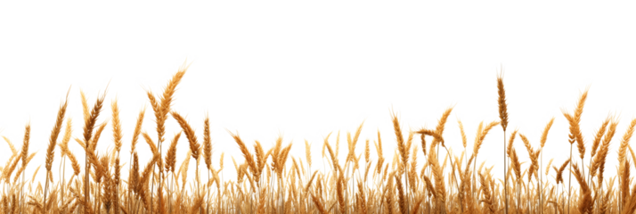 Isolated Golden Wheat Field on Transparent Background, Concept of Agricultural Harvesting
