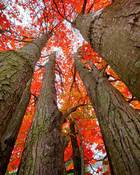 Red Fall Leaves in Saco, Maine USA
