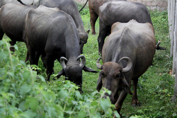 Fototapeta premium close up shot of buffalo italian buffalo and indian buffalo in grass field 4k