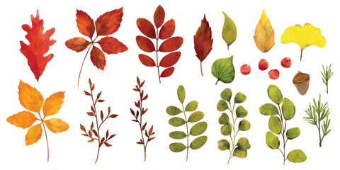 Set of watercolor autumn leaves. Autumn foliage watercolor collection set, fall leaves, maple leaf, acorns, berries, spruce branch. Forest design elements illustration