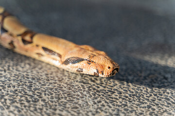 A red-tailed boa gracefully slithers across the forest floor, its muscular, patterned body blending seamlessly with the earthy surroundings. The intricate scales reflect shades of brown and red, creat