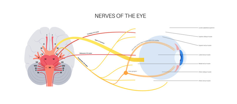 Motor nerves of the eye