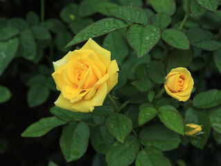 rose in the garden
