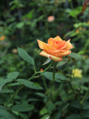 rose in the garden