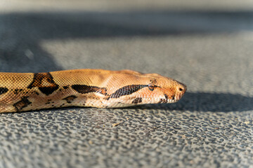 A red-tailed boa gracefully slithers across the forest floor, its muscular, patterned body blending seamlessly with the earthy surroundings. The intricate scales reflect shades of brown and red, creat