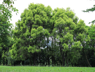 The green lawn and trees in the park
