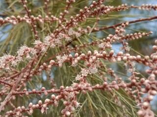 Tamarix aphylla flower with blue sky background.Athel tamarisk flower .Athel flower or Athel pine plant flower 