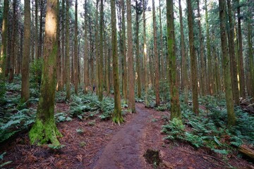 Fototapeta premium cedar forest and path in the gleaming sunlight