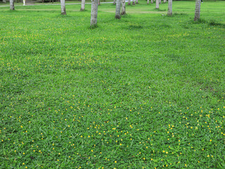 green grass background