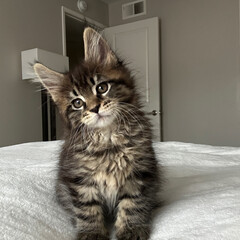 Maine coon cat on the bed, fluffy cat