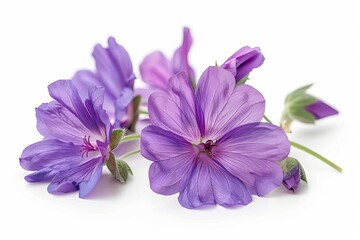 Purple Geranium Isolated on White Background. Beautiful Geranium Flower