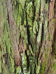 Moss on bark in the forest