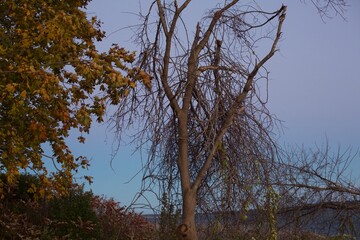 Obraz premium Dusk trees