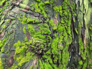 Moss on bark in the forest