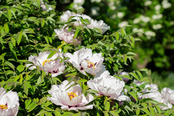 White beautiful peonies growing on branch in the botanic garden. Summer and spring flower close up photo with copy space
