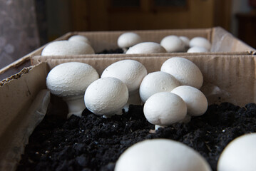 Fresh mashrooms in the ground. Growing mushrooms champignon at home, from mycelium in a cardboard box.