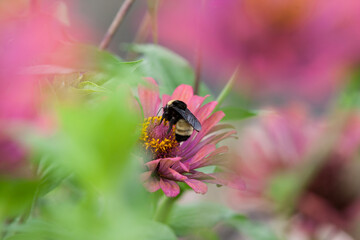 Dreamy bee on a flower
