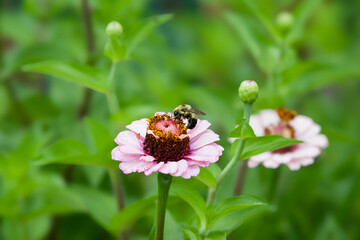 Fototapeta premium bee on a flower