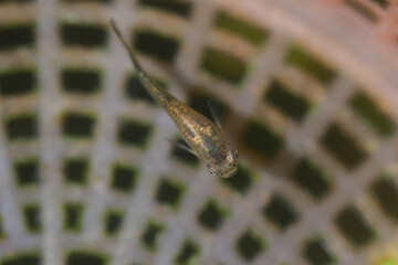 Tadpole fish in the pond, close up of fish head