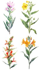 Set Of Browallia flower in Watercolor on clear background