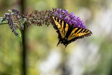 A swallowtail butterfly feeding on a buddleia flower on a beautiful summer day_07172021_2927.