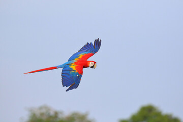 Colorful Scarlet Macaw parrot flying in the sky. Free flying bird