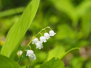 Obraz premium 美しい鈴蘭の群生地