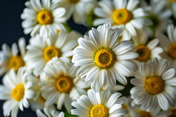 Fototapeta premium White Daisies: A Charming Bouquet of Fresh Blooms and Floral Simplicity